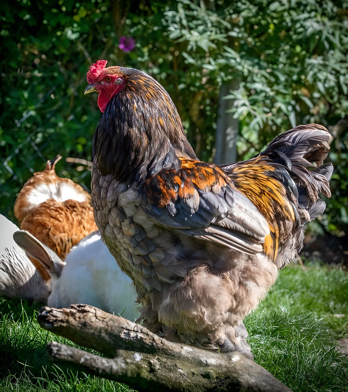 Stolzer Hahn auf Gras zwischen Ästen