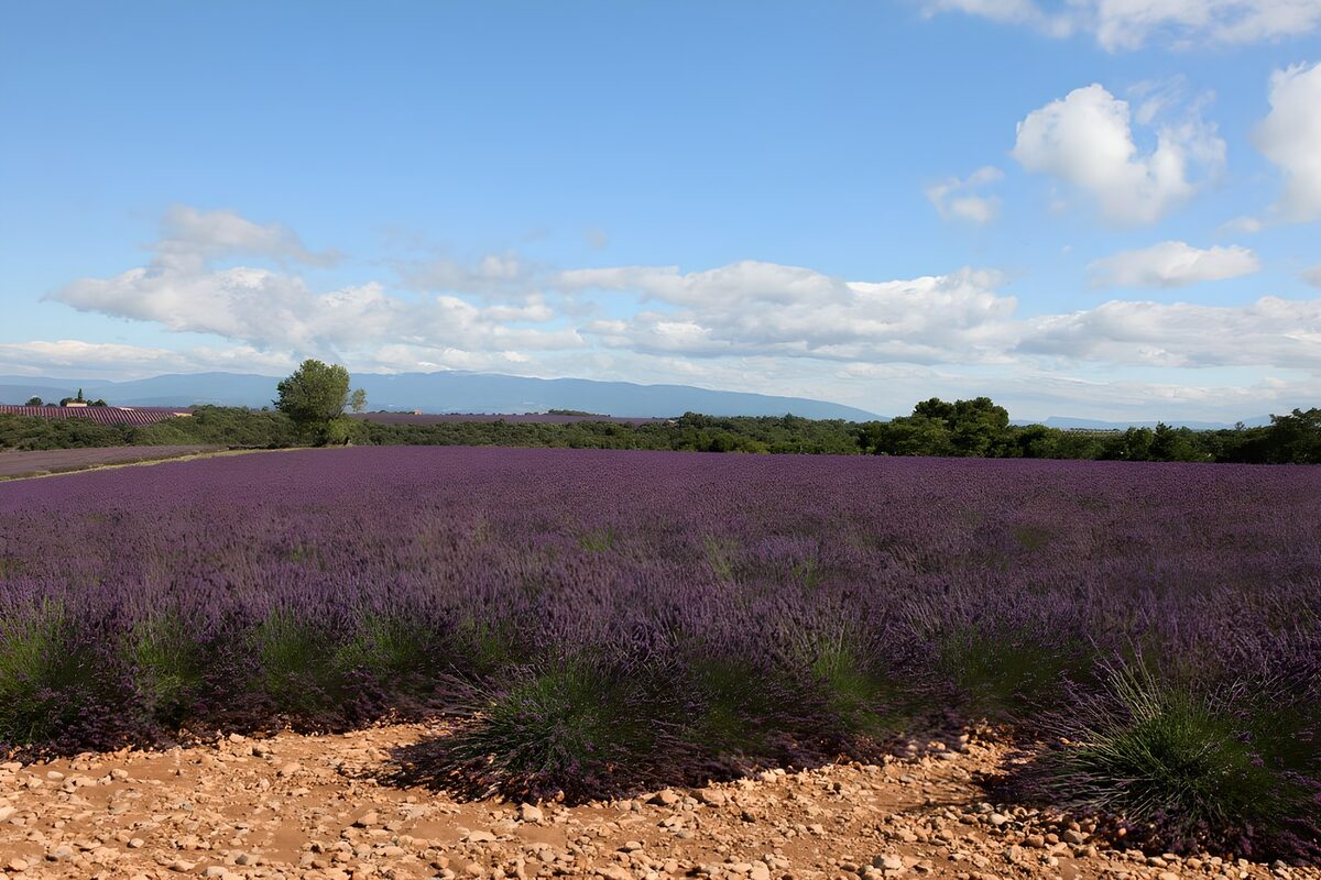 Ein Meer aus Lavendel unter weißen Wolken
