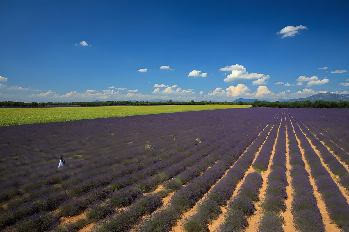 Lavendelreihen unter blauem Himmel