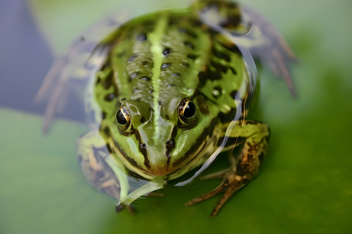 Grüner Frosch im stillen Wasser