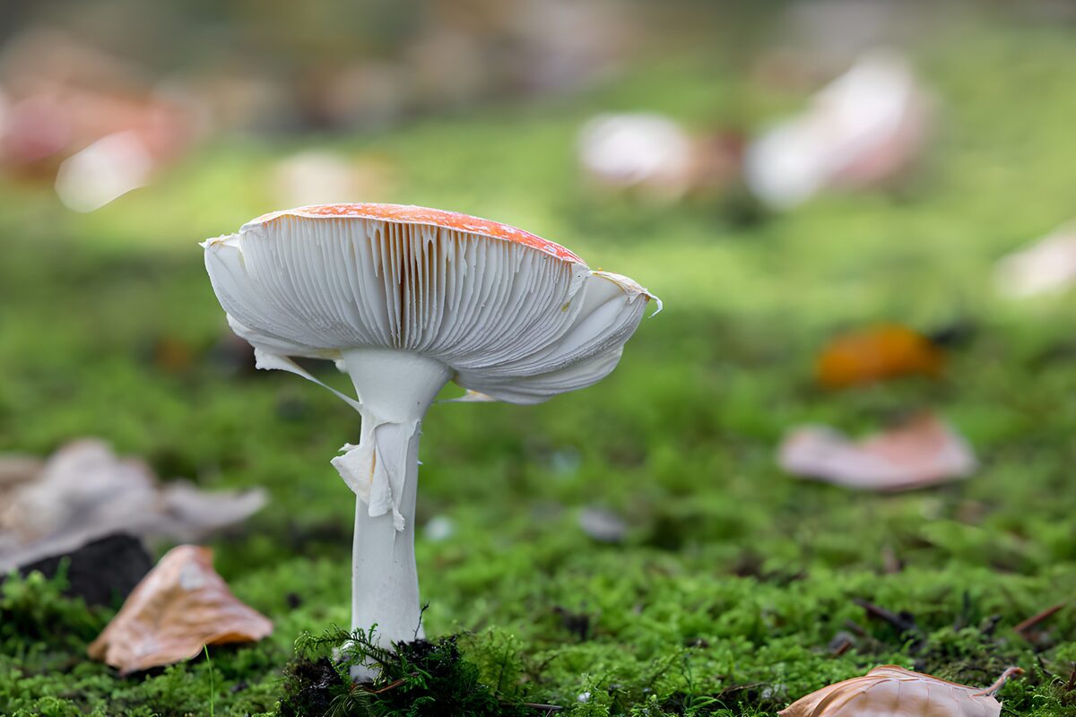 Fliegenpilz im Moos von unten