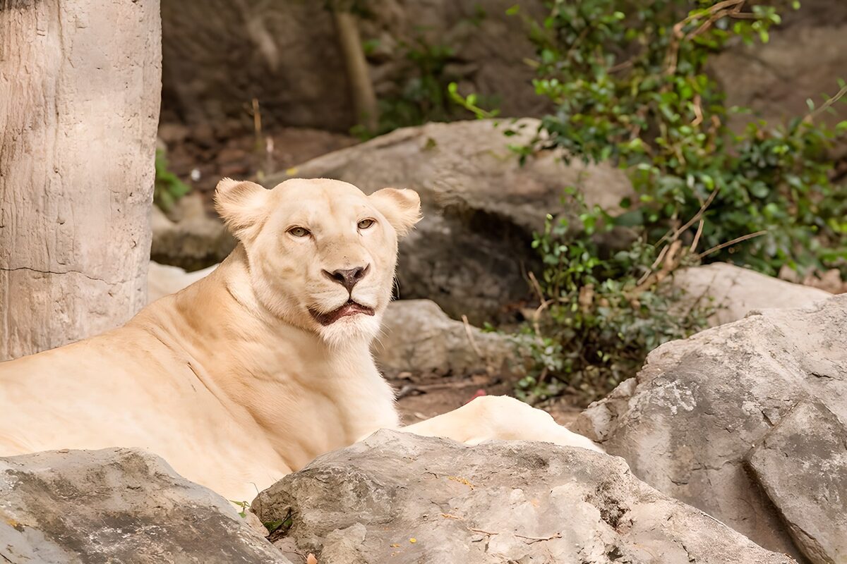Helle Löwin ruht zwischen Felsen
