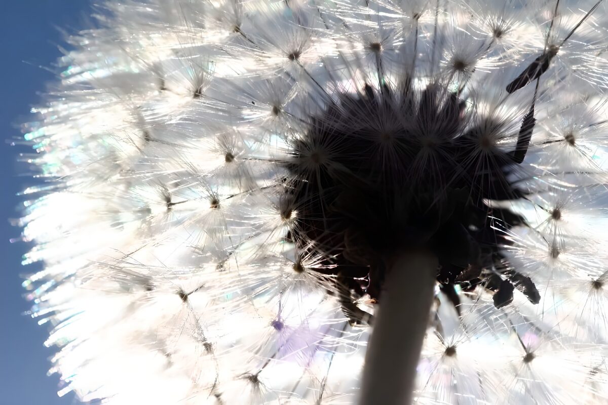 Pusteblume von unten im Gegenlicht