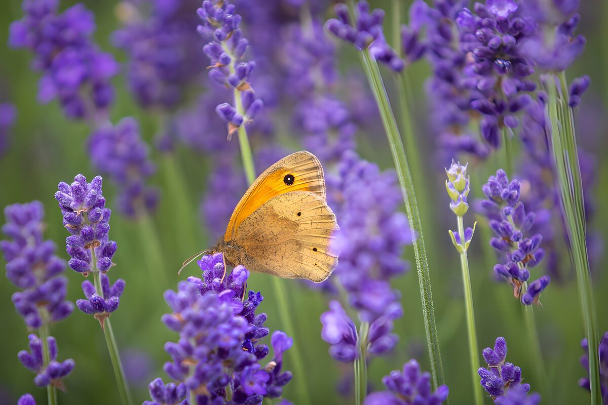 Goldgelber Schmetterling auf Lavendel