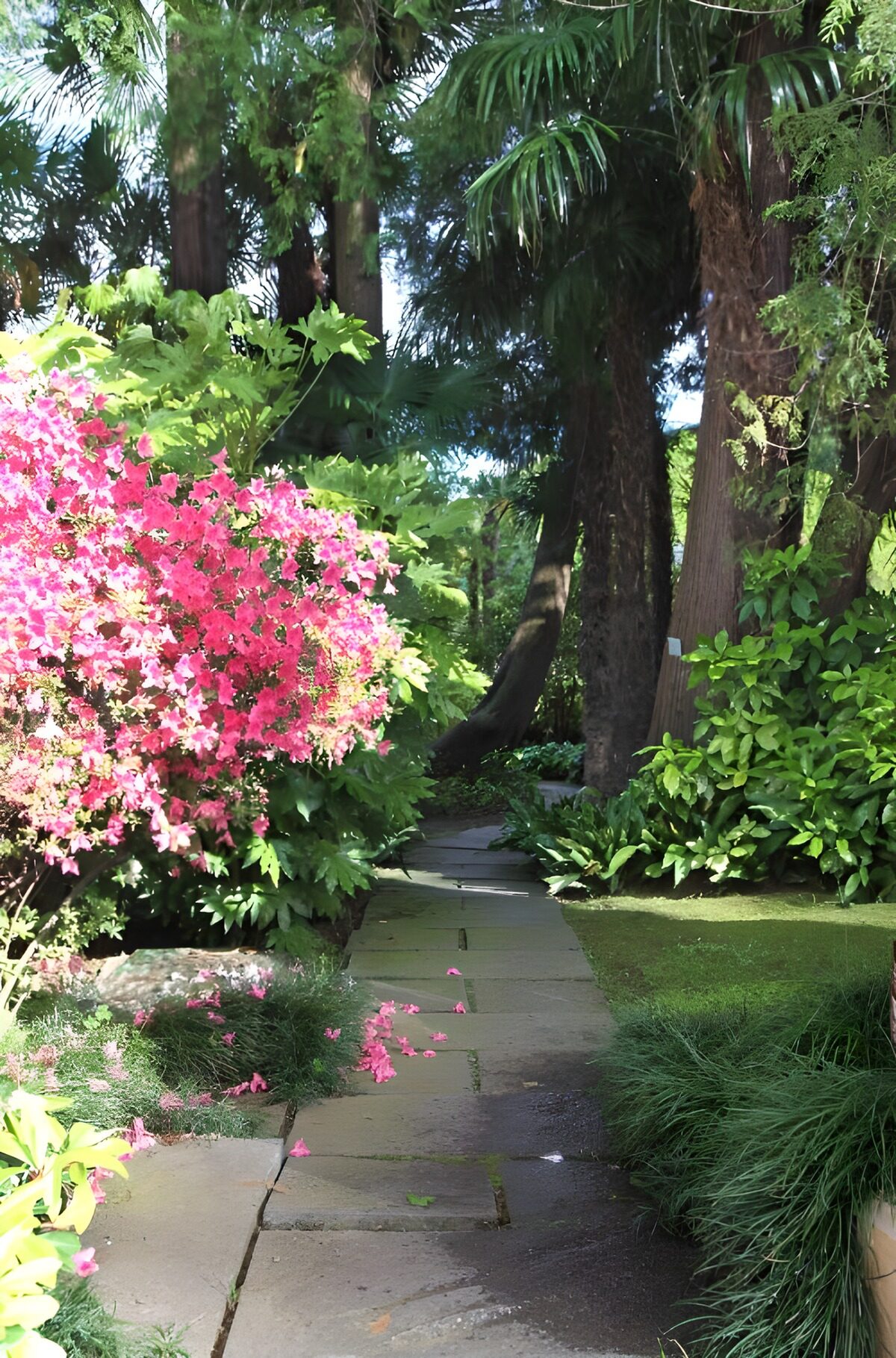 Steinweg zwischen Palmen und pinken Blüten