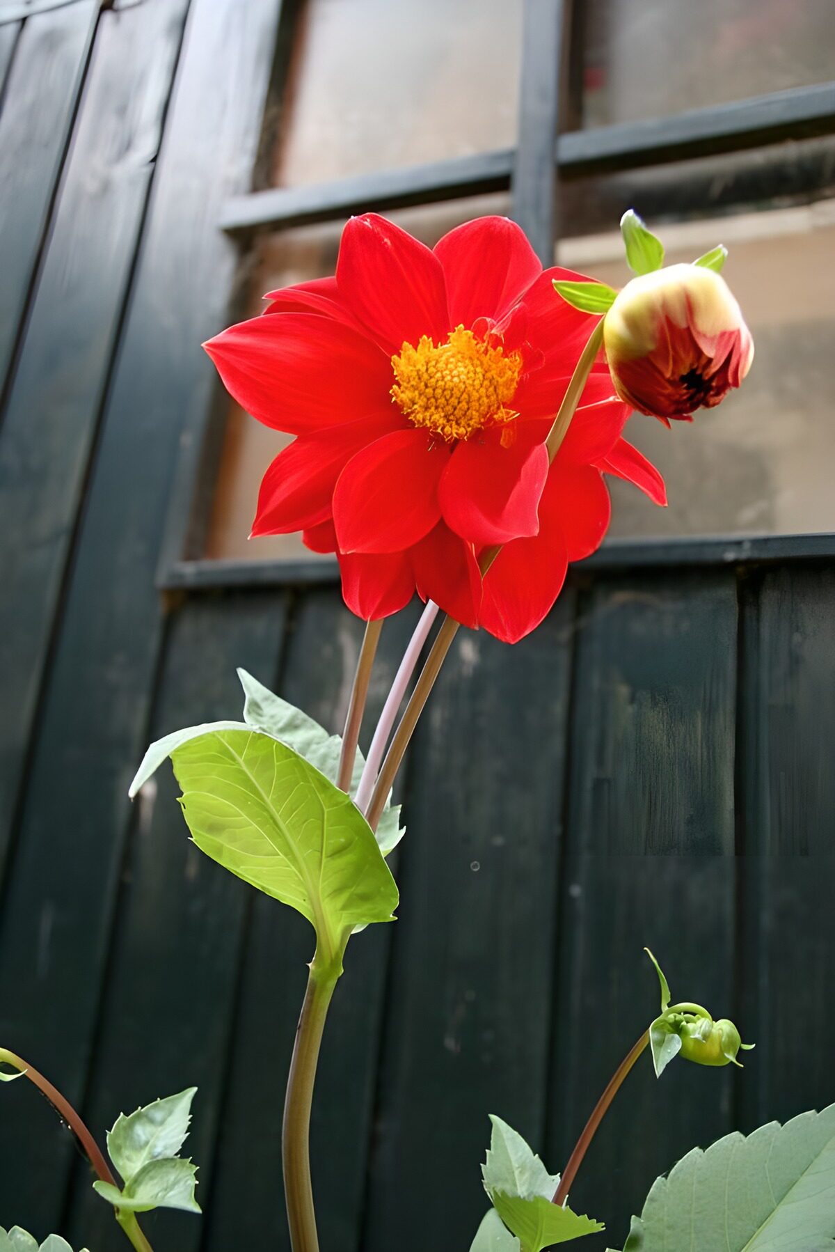 Rote Dahlie vor dunkler Holzfassade