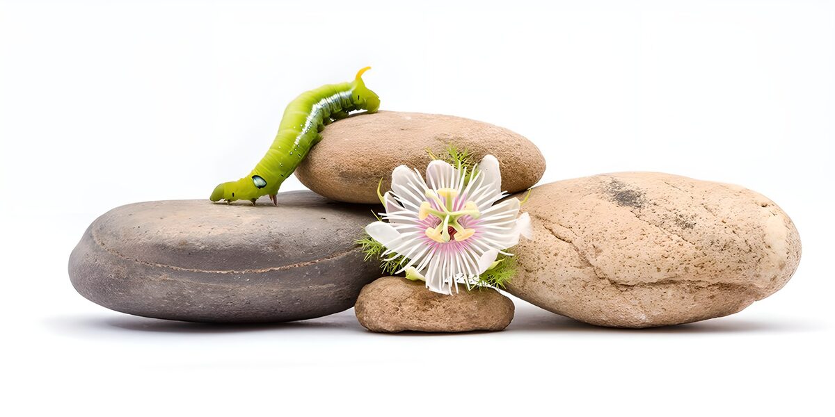 Raupe und Passionsblume auf runden Steinen