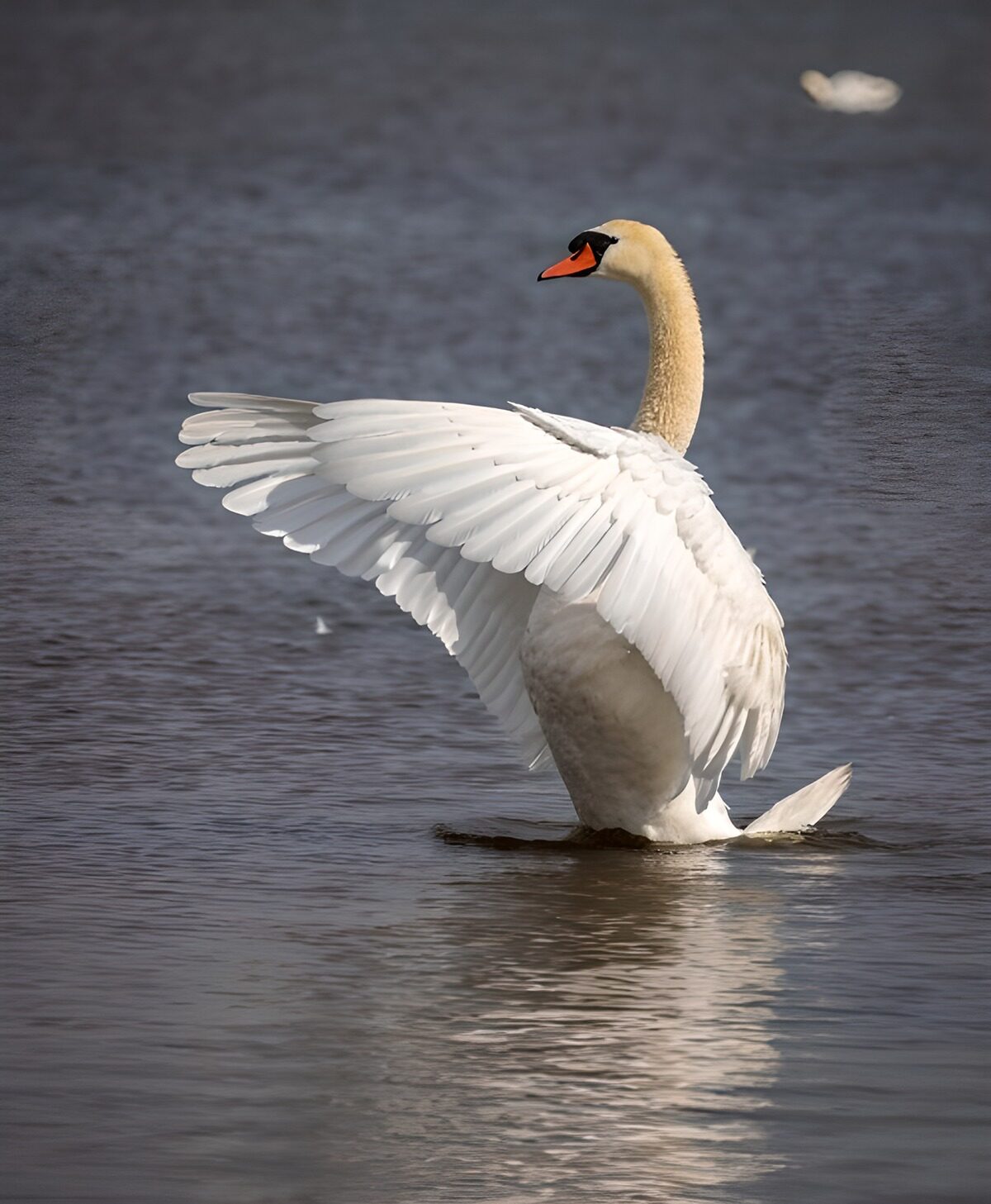 Höckerschwan mit weit gespannten Flügeln