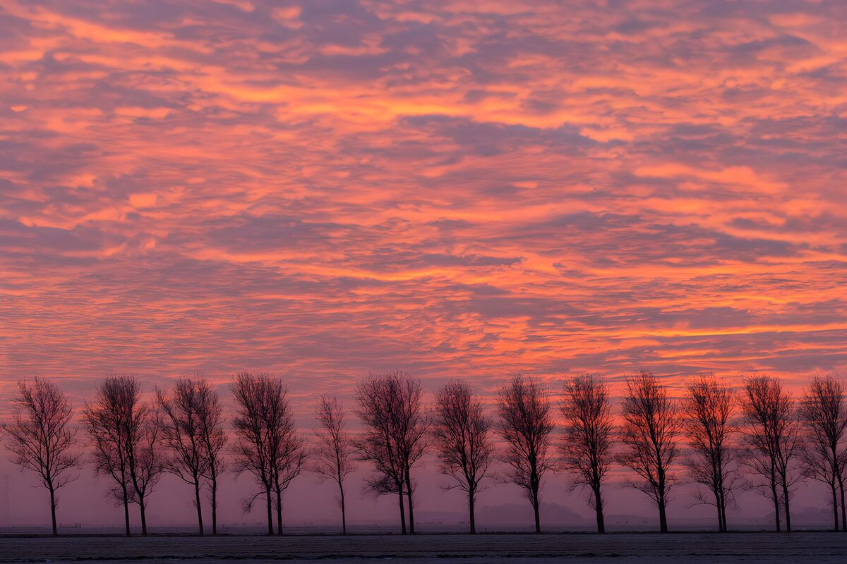 Kahle Baumreihe vor rosa Abendhimmel