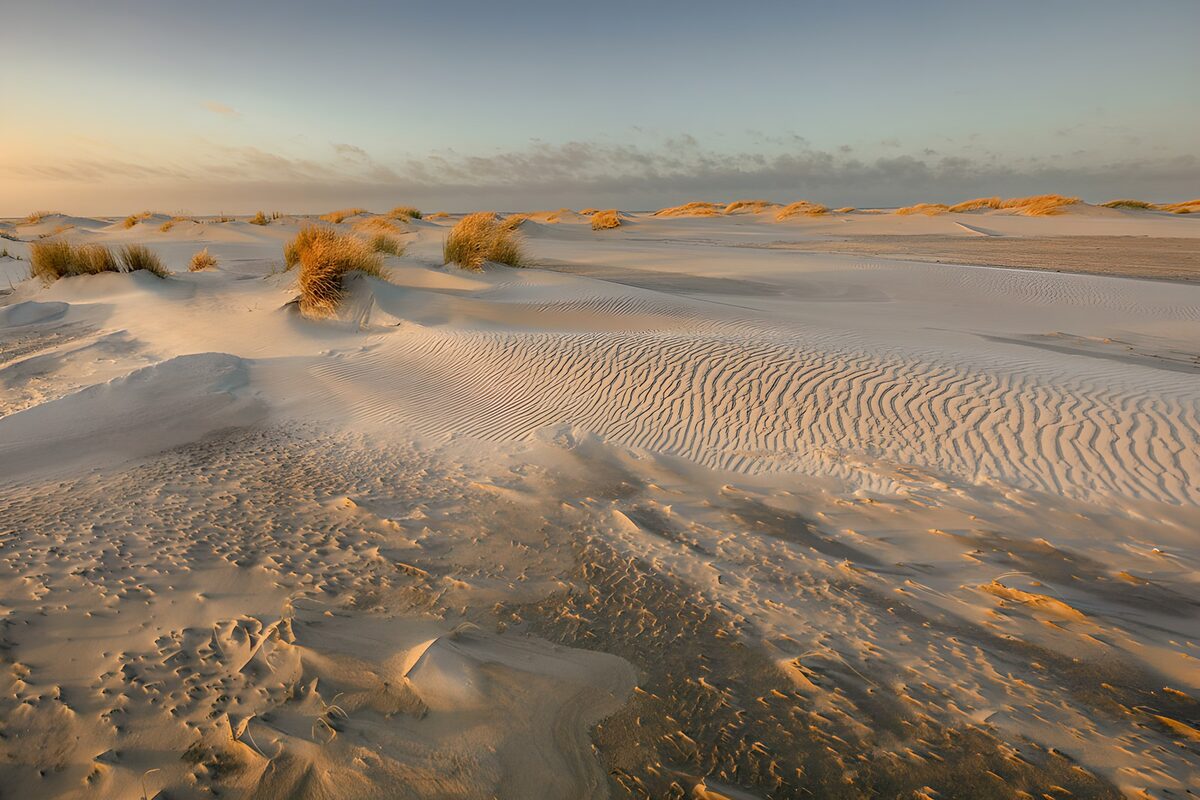 Sanddünen mit Gras im Abendlicht