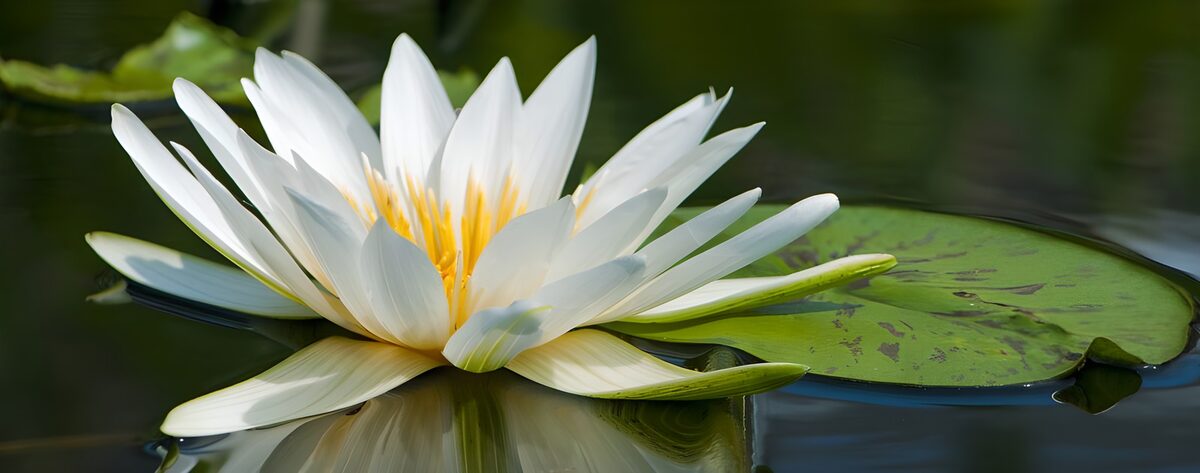 Weiße Seerose auf dunklem Wasser