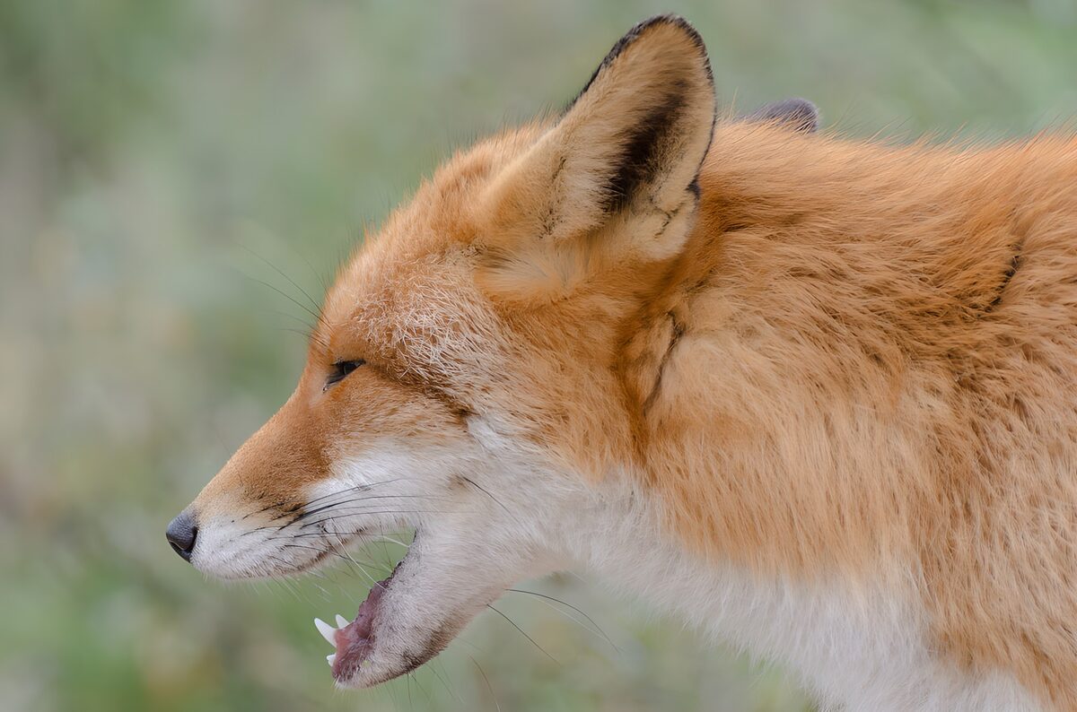Entspannter Rotfuchs mit offenem Maul