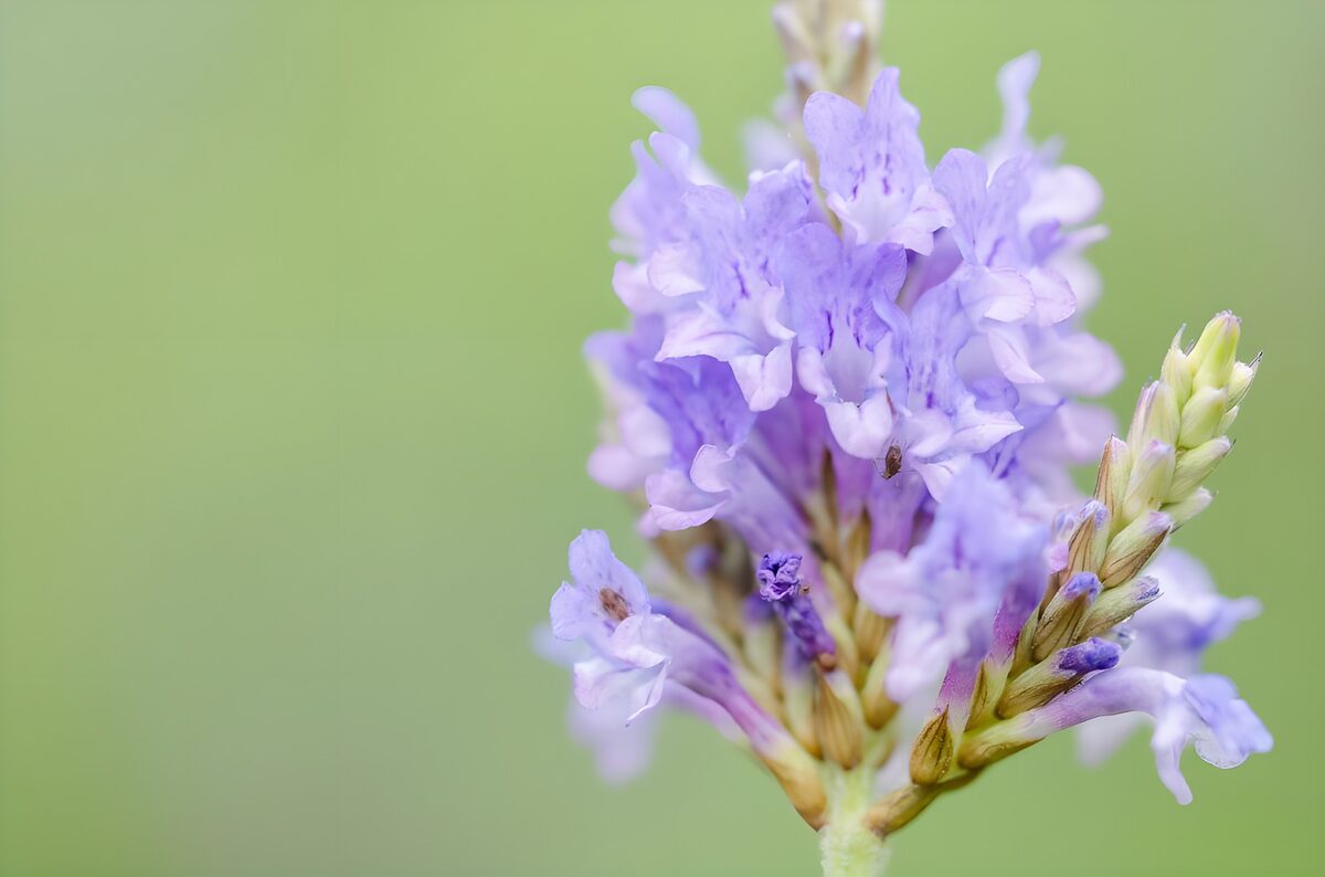 Hellviolette Blüten in Nahaufnahme