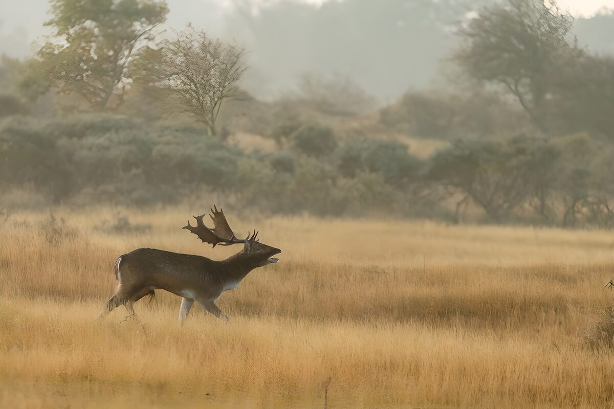Damhirsch im hohen, goldenen Gras