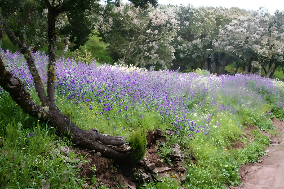 Knorriger Baum an der lila Blumenwiese