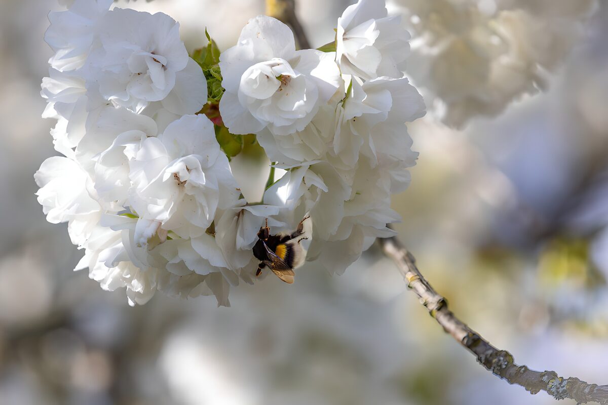 Hummel an weißen Blüten im Frühlingslicht