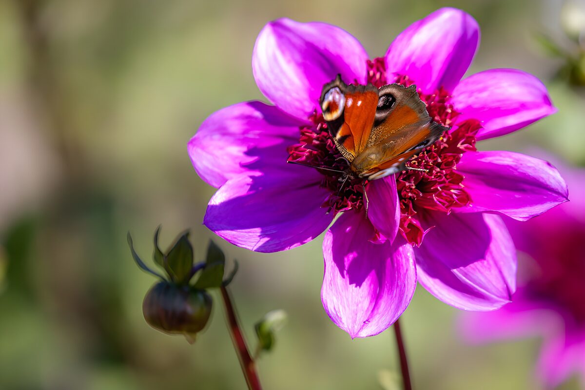 Tagpfauenauge im Leuchten der Blüte