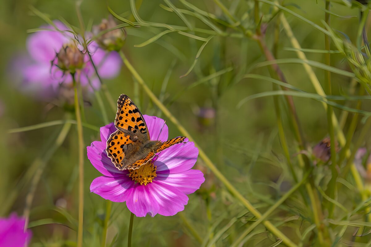 Oranger Schmetterling auf pinker Kosmee