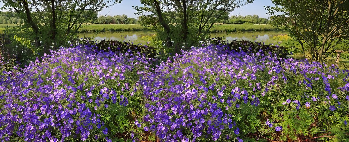 Lila Blüten am stillen Wasser