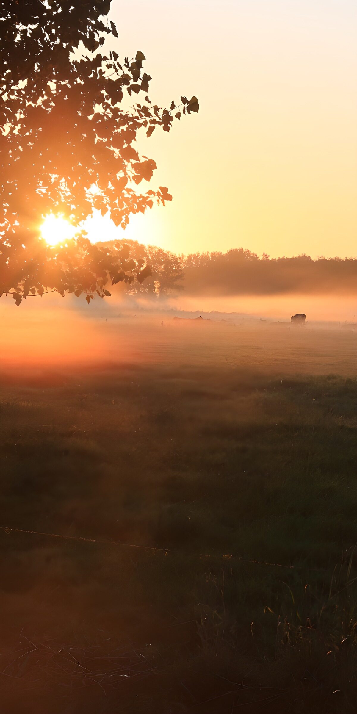 Wo der Morgen die Wiese vergoldet
