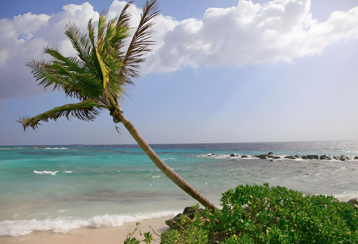 Schräge Palme am türkisblauen Meer