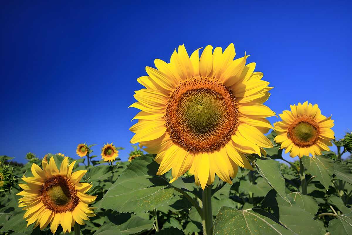 Sonnenblumen vor tiefblauem Himmel
