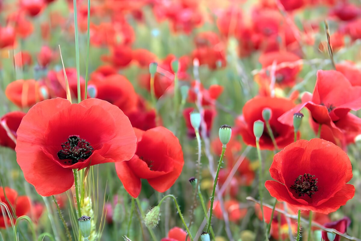 Rote Mohnblüten im grünen Dickicht