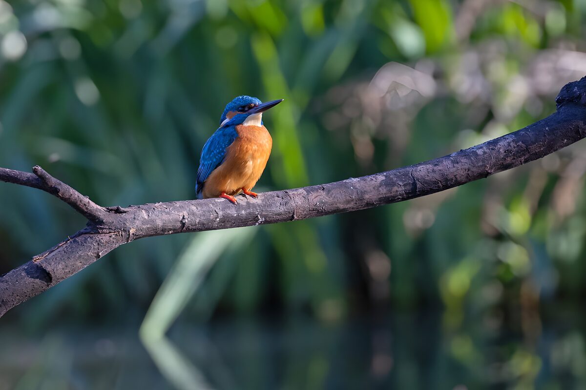 Eisvogel auf rauem Ast vor grünem Bokeh