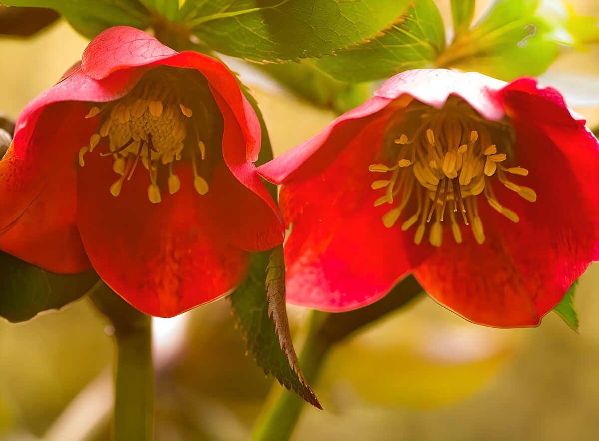 Zwei rote Nieswurzblüten im Gegenlicht