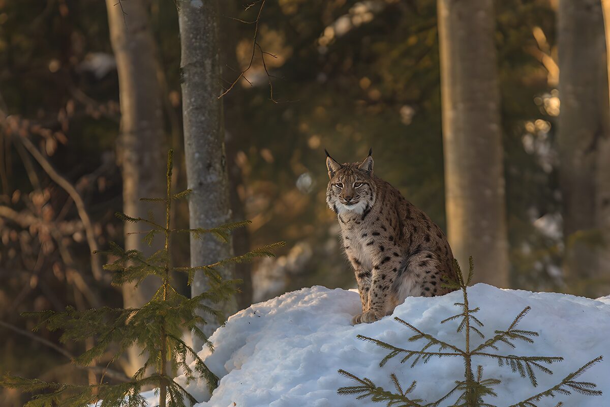 Luchs auf einem Schneehügel im Winterwald