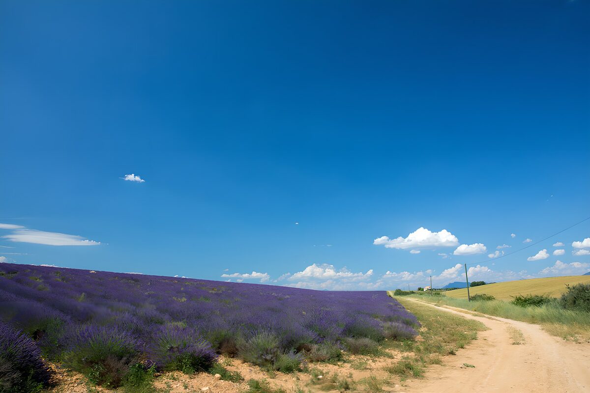 Lavendelfeld am sonnigen Feldweg