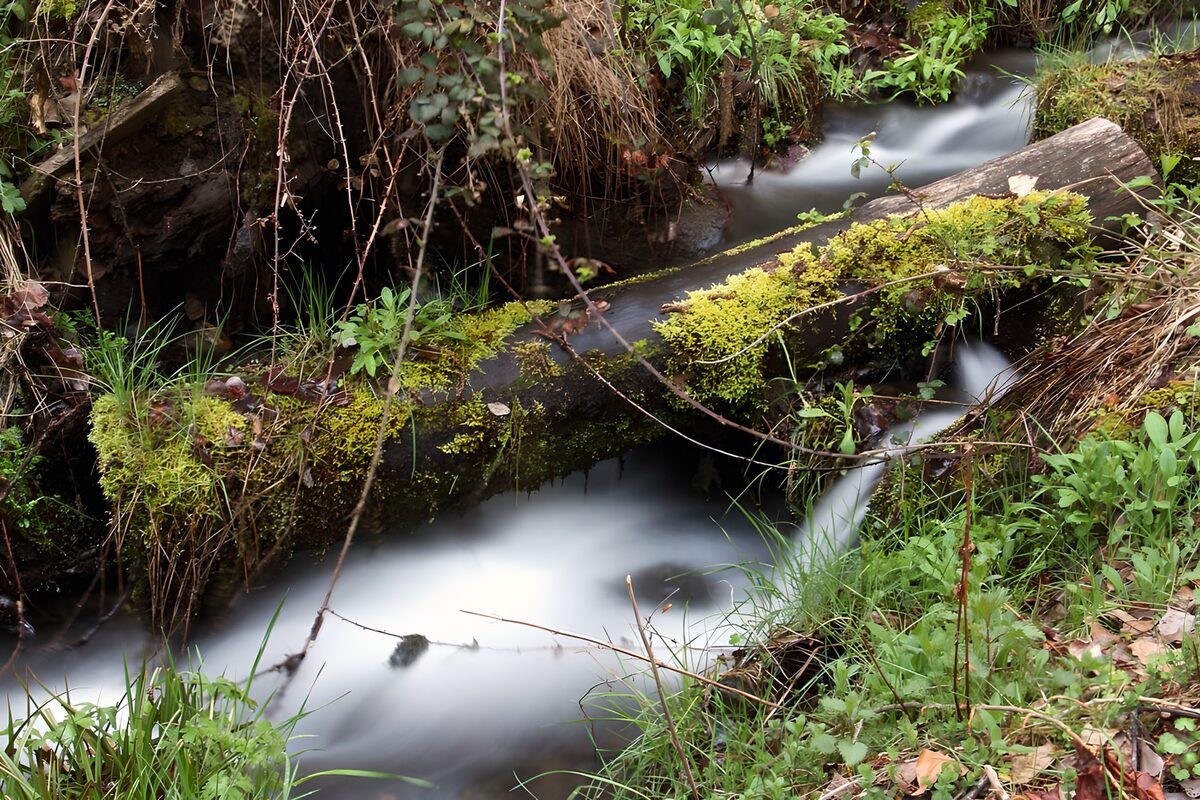 Waldbach unter moosbewachsenem Stamm