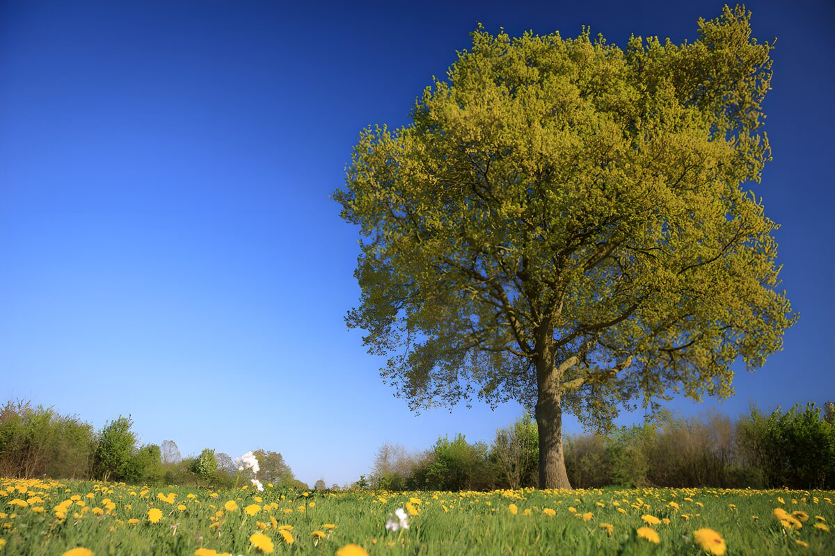 Baum auf sonniger Löwenzahnwiese