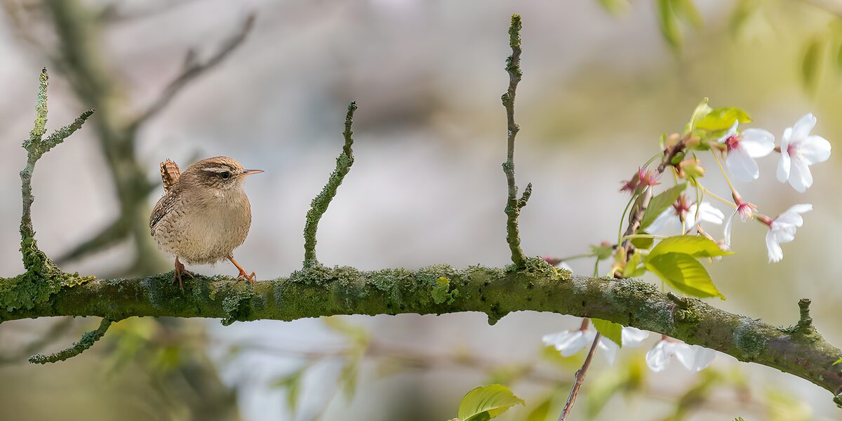 Zaunkönig auf moosigem Ast im Frühling