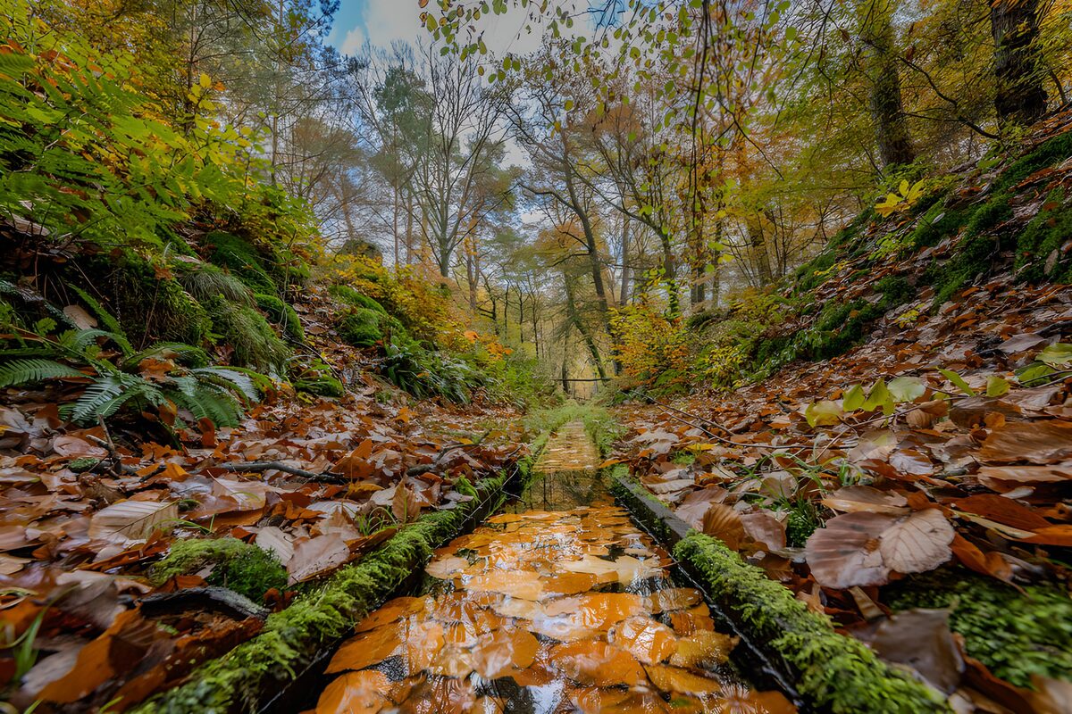Stiller Waldgraben im Herbst