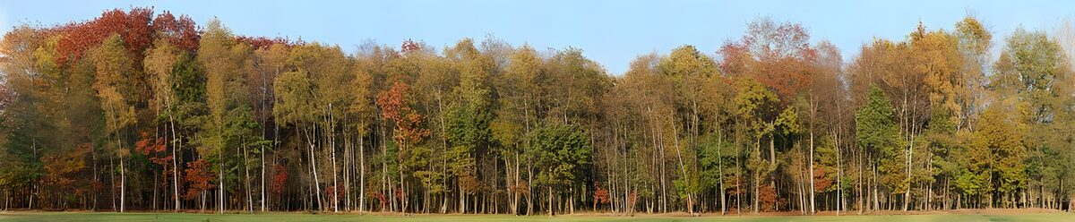 Herbstliche Baumreihe im sanften Licht