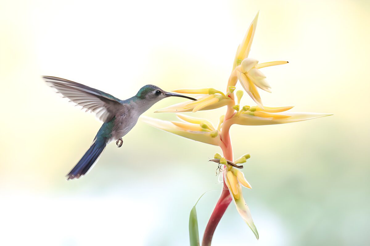 Kolibri vor zartgelben Tropenblüten