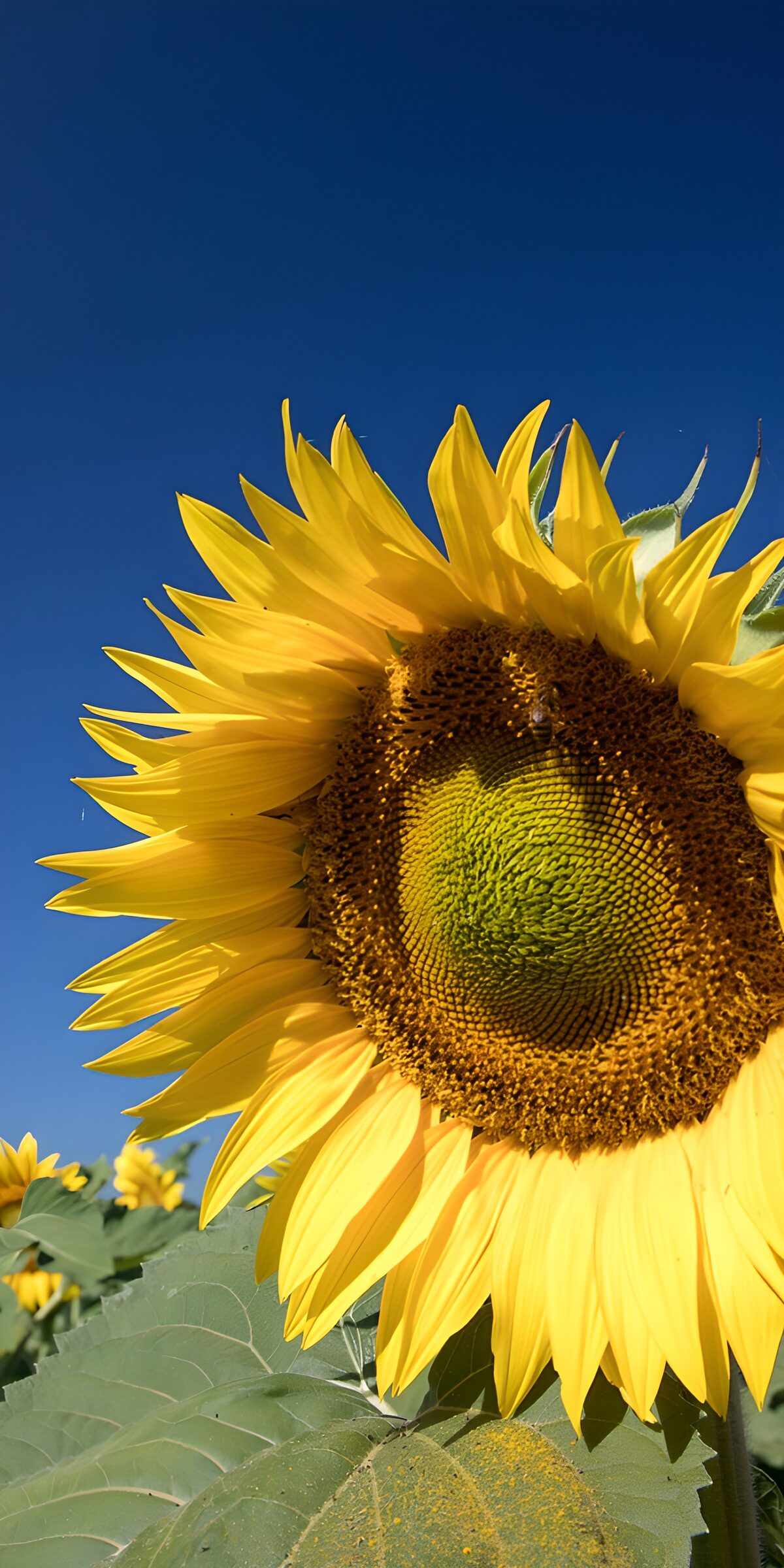 Sonnenblume im goldenen Sommerlicht