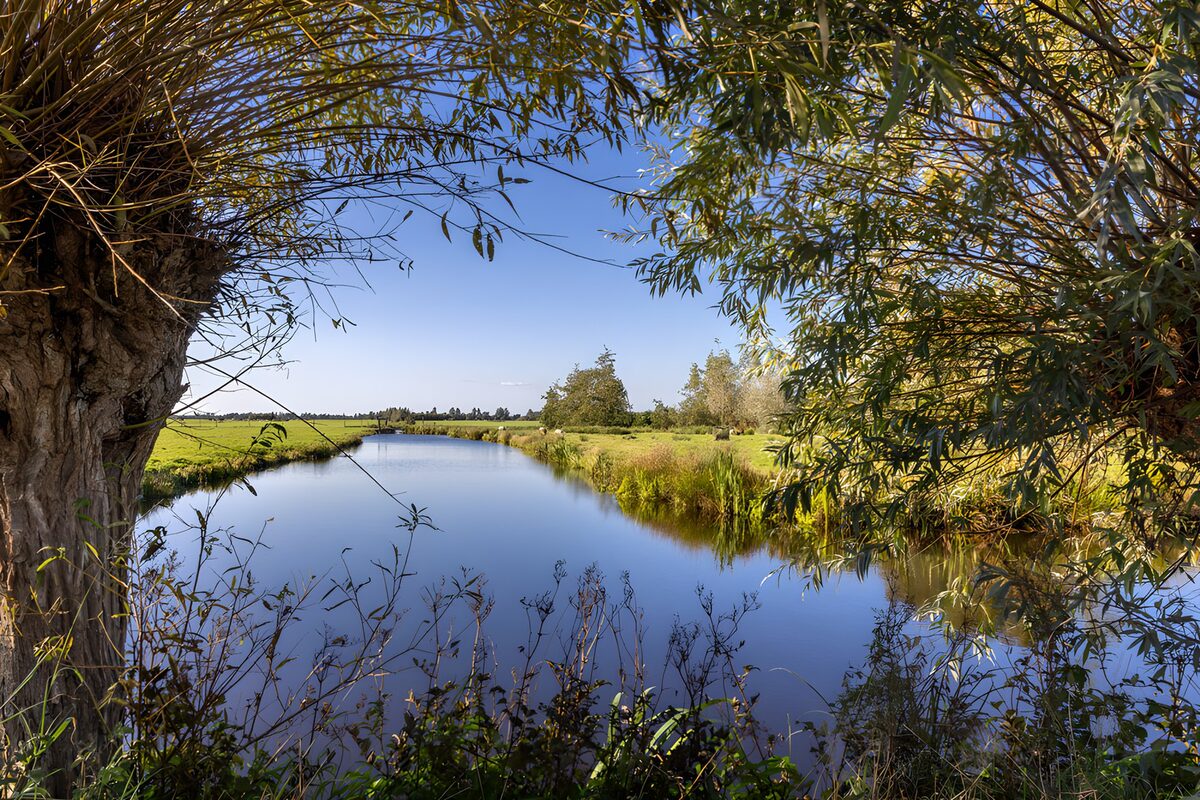 Stiller Wasserlauf unter Weiden