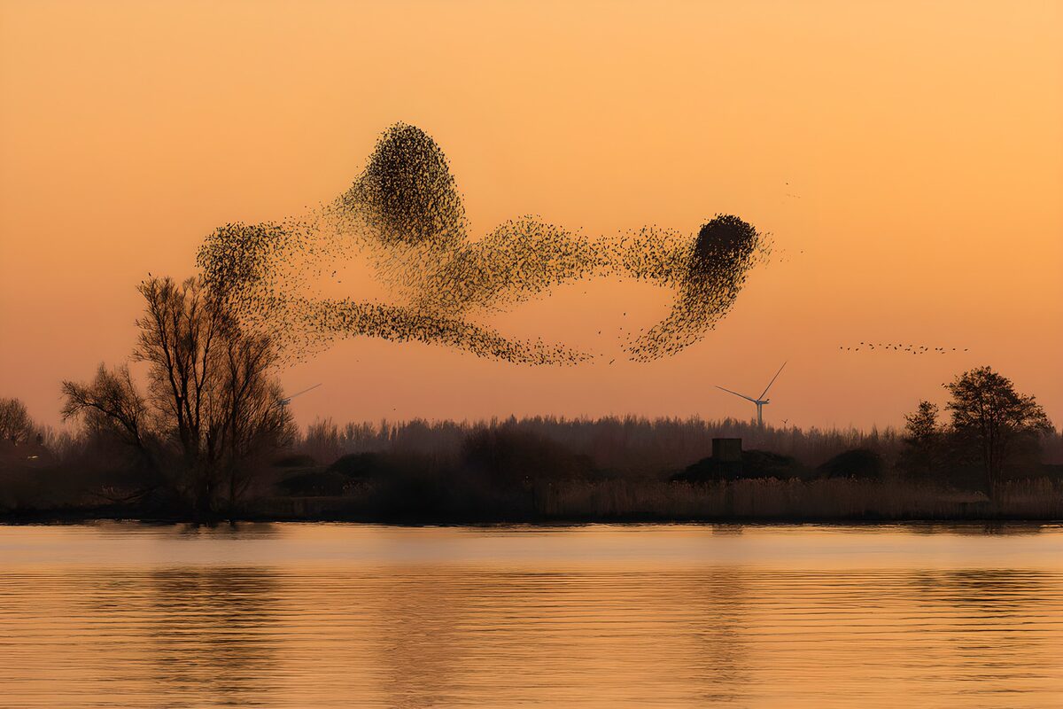 Vogelschwarm über Wasser im Dämmerlicht