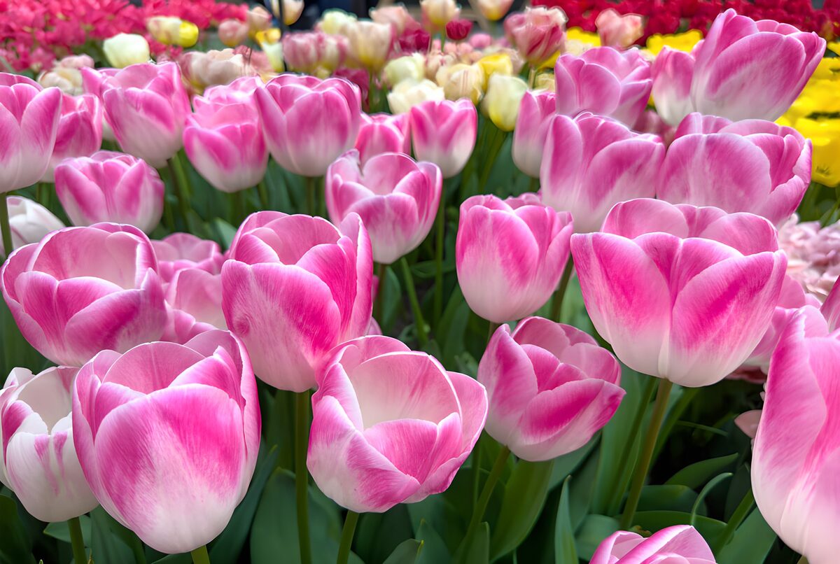 Ein Frühlingschor aus rosa-weißen Tulpen