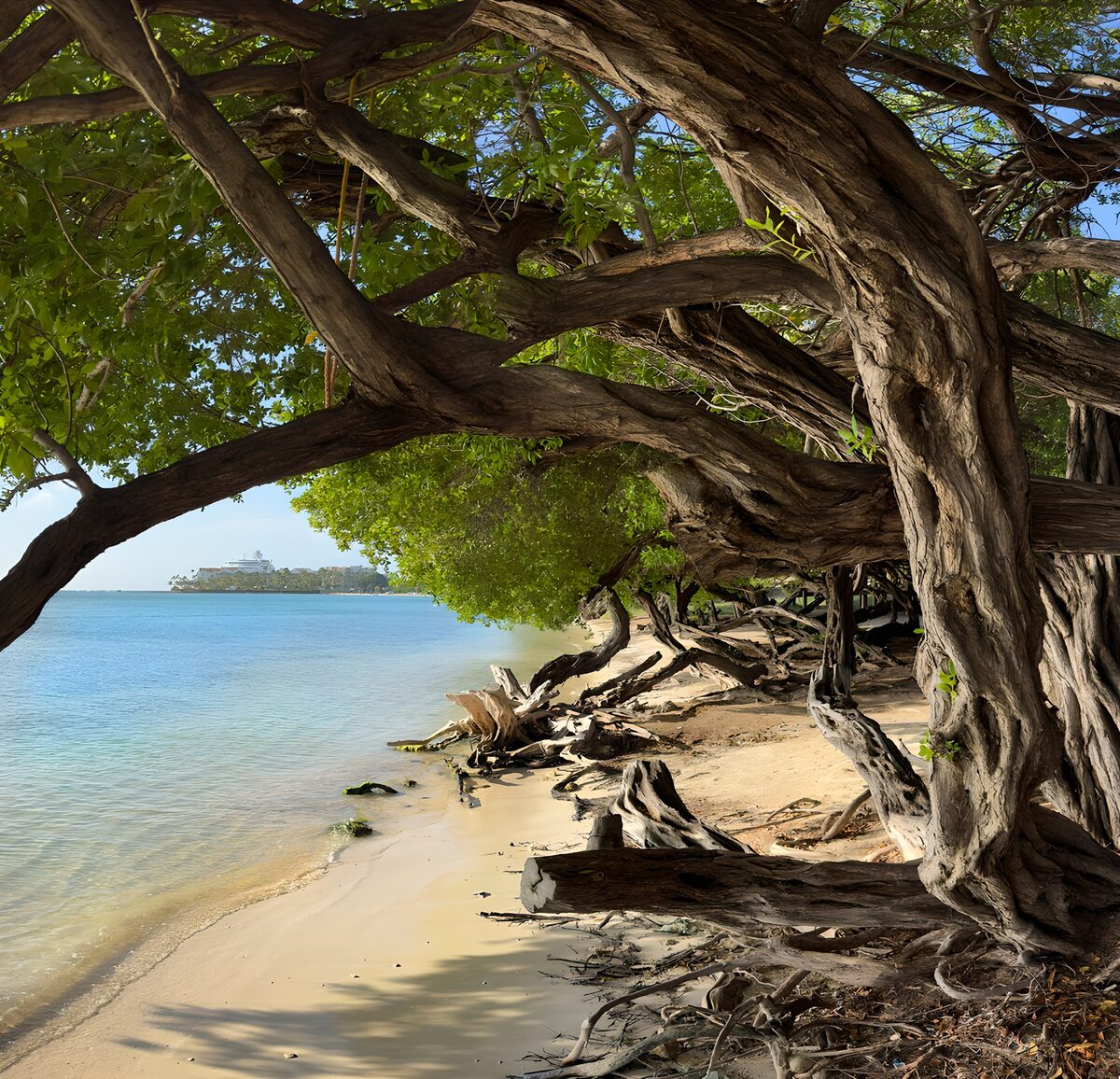 Strand im Schatten knorriger Bäume