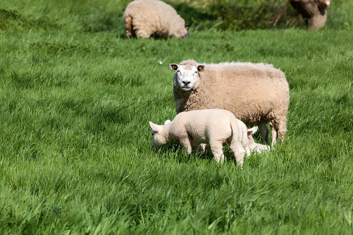 Schaf mit zwei Lämmern im saftigen Grün