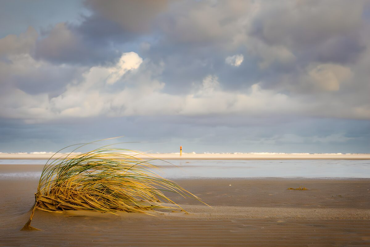 Strandgras unter weitem Wolkenhimmel