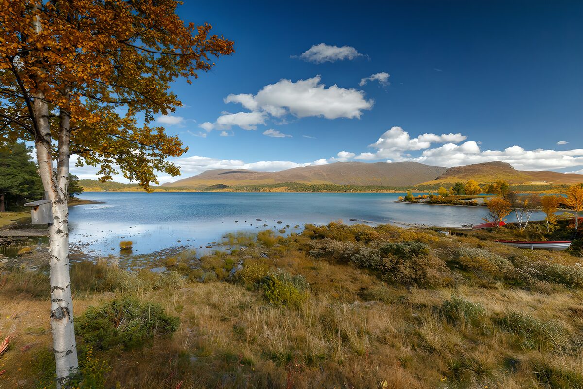 Herbstbirke am See unter weitem Himmel