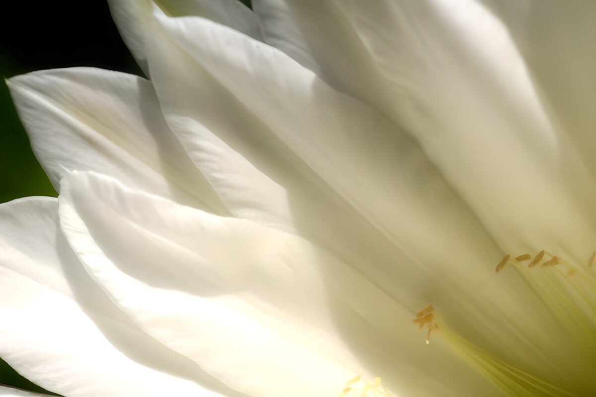 Weiße Blüte in leuchtender Nahaufnahme