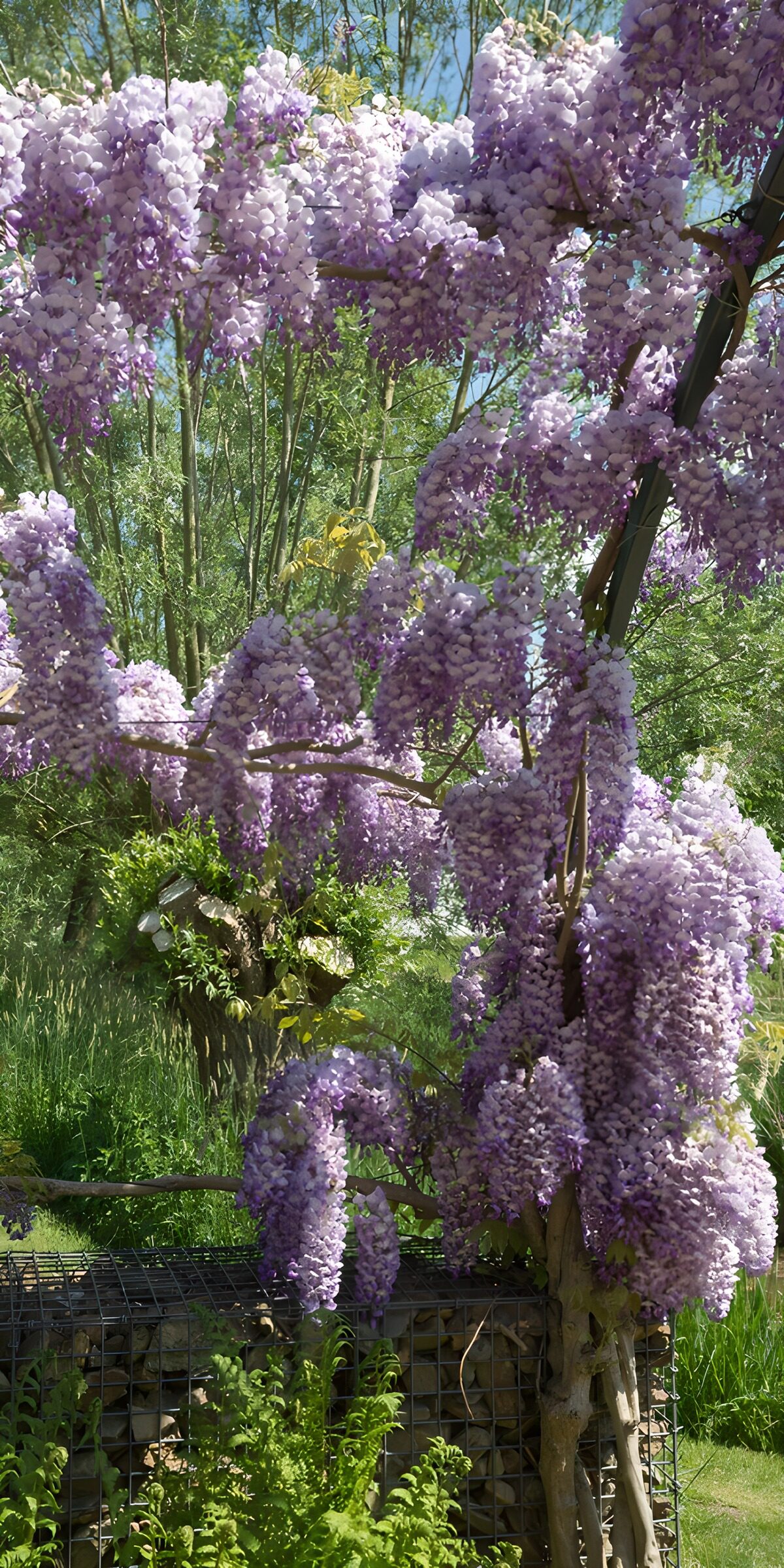 Blauregen in voller Blüte