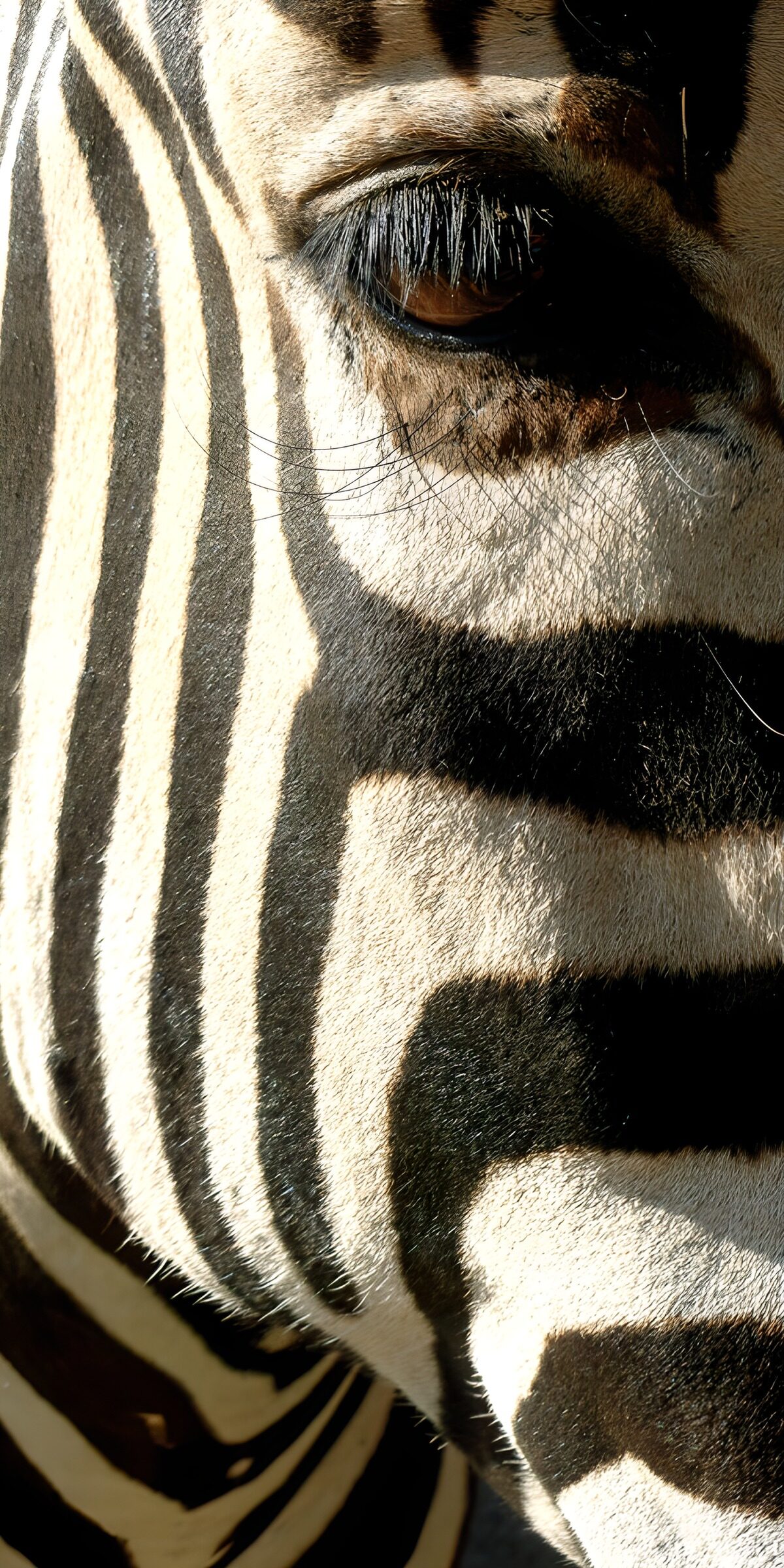 Zebraporträt in Licht und Schatten