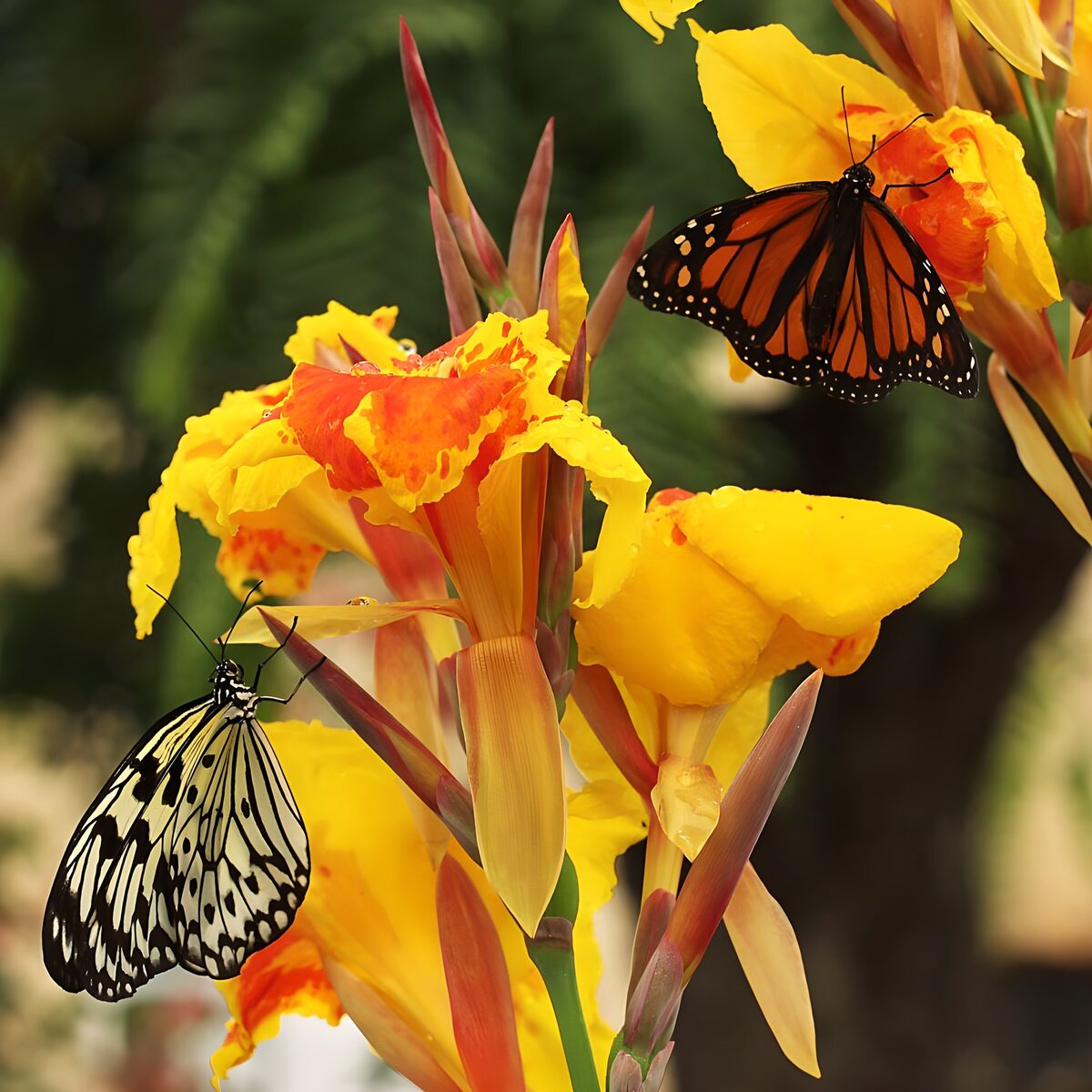 Zwei Schmetterlinge auf leuchtenden Cannas