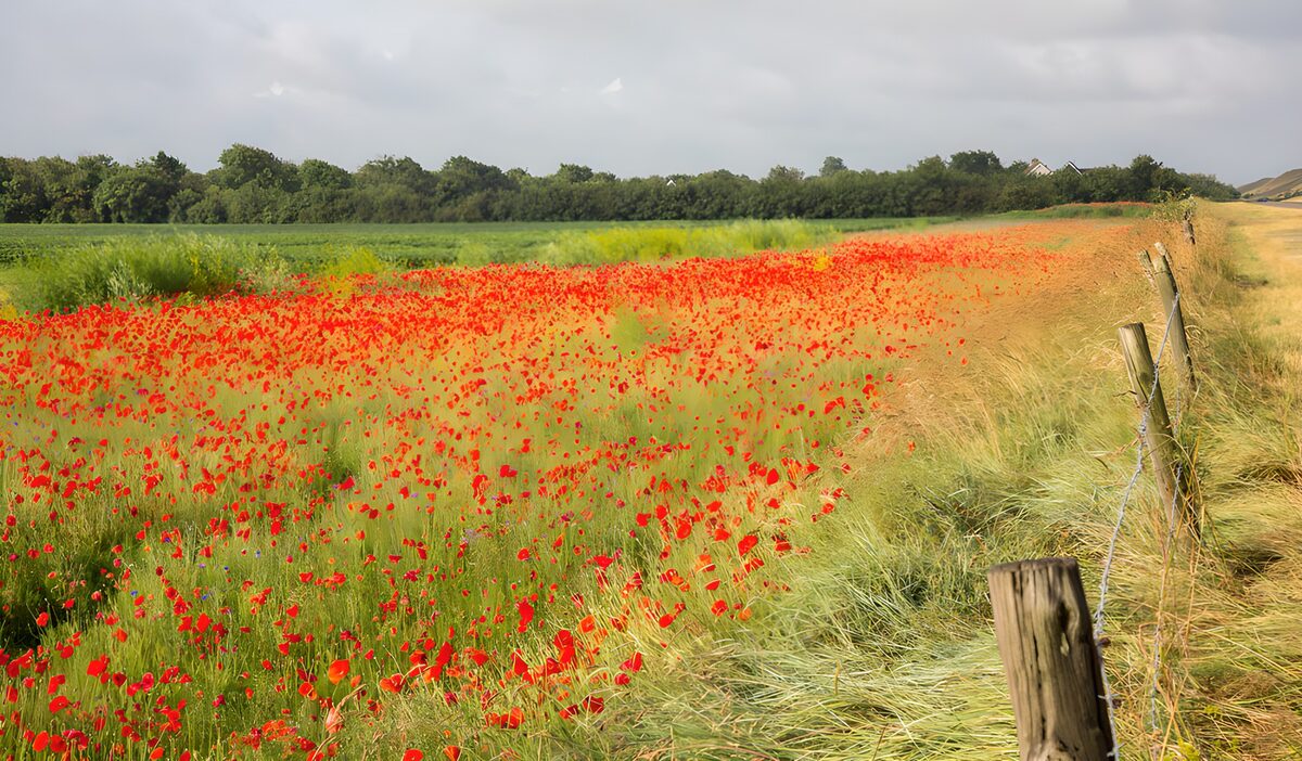 Rotes Mohnfeld in weiter Landschaft